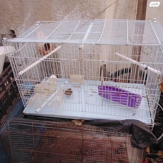 תמונת מודעה - חיות מחמד