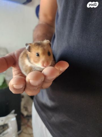 תמונת מודעה - חיות מחמד