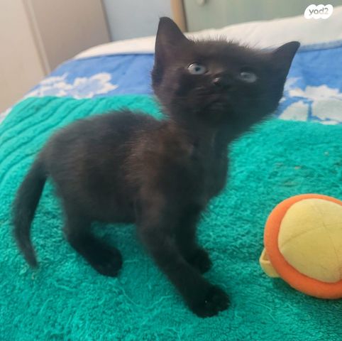 תמונת מודעה - חיות מחמד