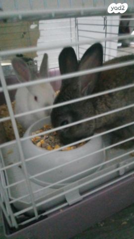 תמונת מודעה - חיות מחמד