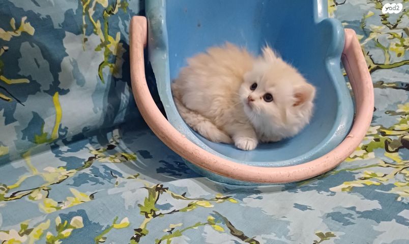 תמונת מודעה - חיות מחמד