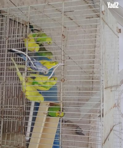 תמונת מודעה - חיות מחמד