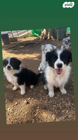 תמונת מודעה - חיות מחמד