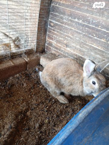 תמונת מודעה - חיות מחמד