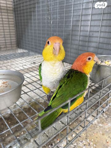 תמונת מודעה - חיות מחמד