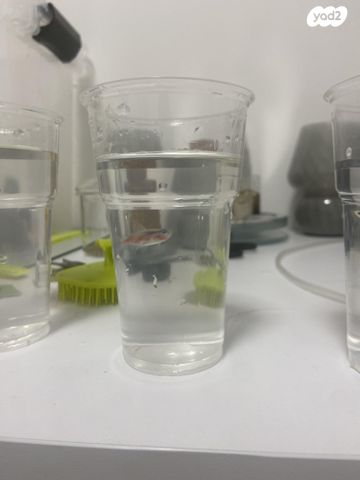 תמונת מודעה - חיות מחמד