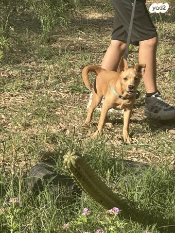תמונת מודעה - חיות מחמד