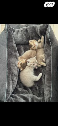 תמונת מודעה - חיות מחמד