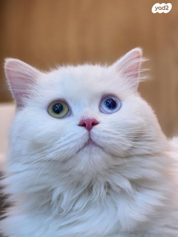 תמונת מודעה - חיות מחמד