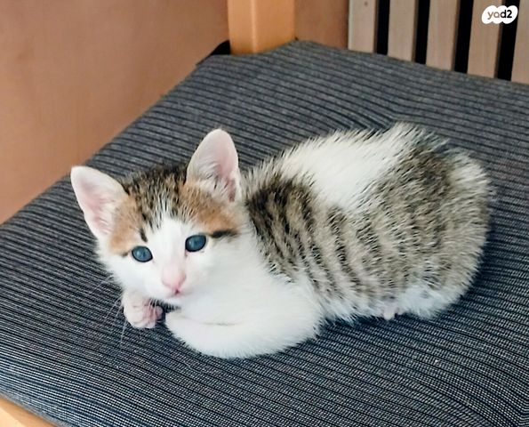 תמונת מודעה - חיות מחמד