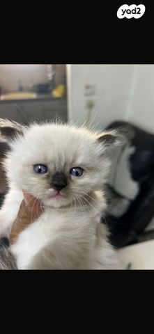 תמונת מודעה - חיות מחמד