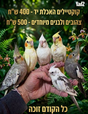תמונת מודעה - חיות מחמד