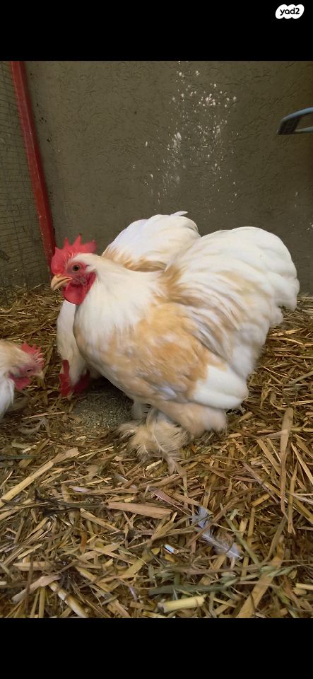 תמונת מודעה - חיות מחמד