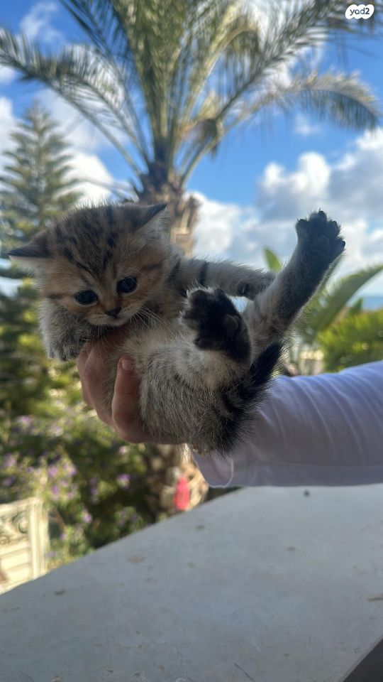 תמונת מודעה - חיות מחמד