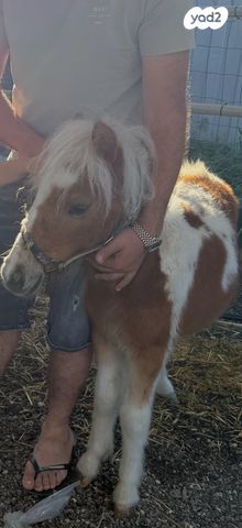 תמונת מודעה - חיות מחמד