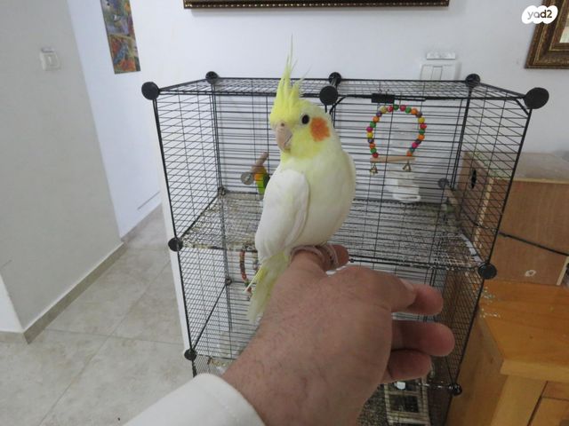 תמונת מודעה - חיות מחמד