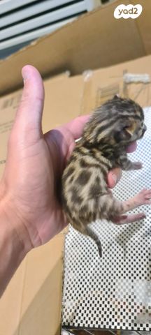 תמונת מודעה - חיות מחמד