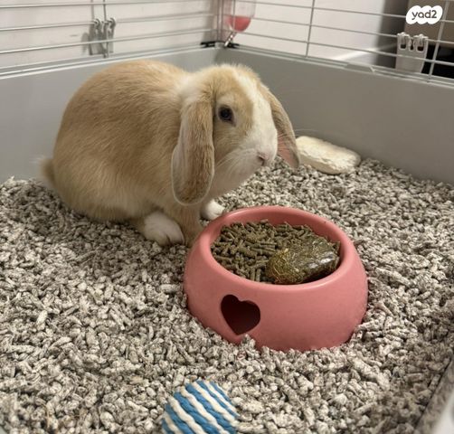 תמונת מודעה - חיות מחמד