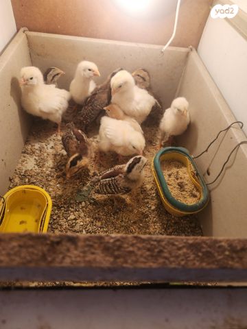 תמונת מודעה - חיות מחמד