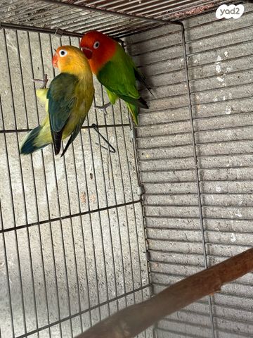 תמונת מודעה - חיות מחמד