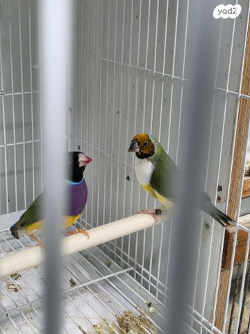 תמונת מודעה - חיות מחמד