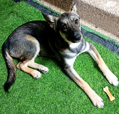 תמונת מודעה - חיות מחמד