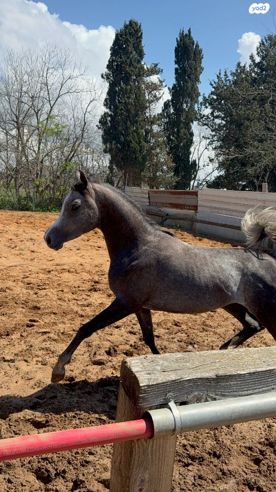 תמונת מודעה - חיות מחמד