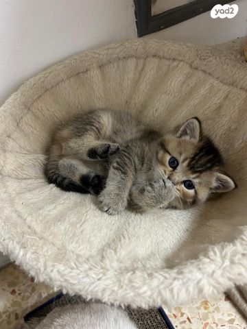 תמונת מודעה - חיות מחמד