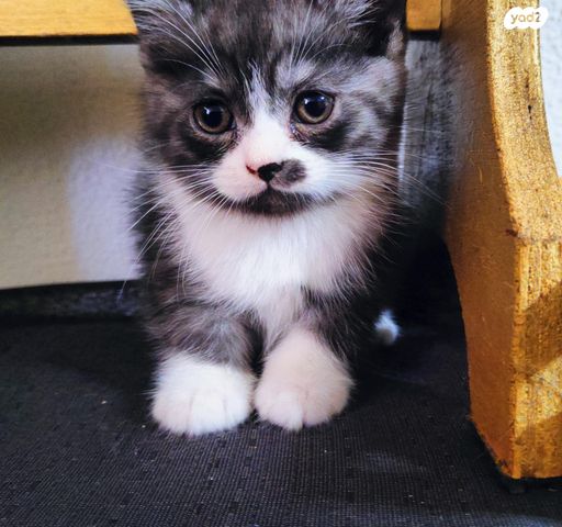 תמונת מודעה - חיות מחמד