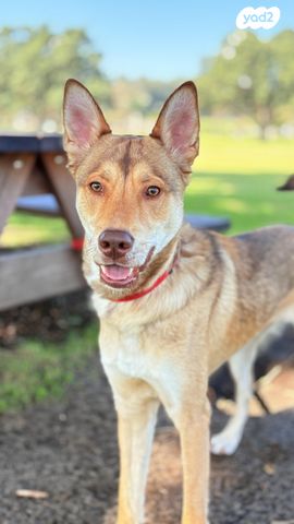 תמונת מודעה - חיות מחמד