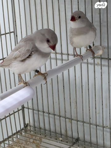 תמונת מודעה - חיות מחמד