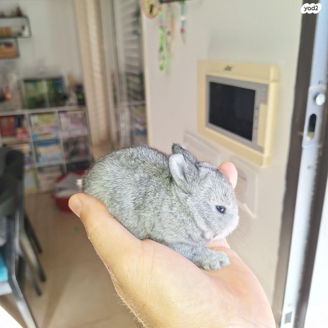 תמונת מודעה - חיות מחמד