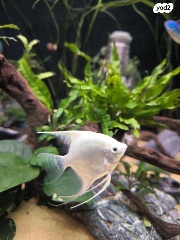 תמונת מודעה - חיות מחמד