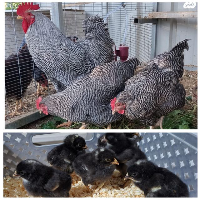 תמונת מודעה - חיות מחמד