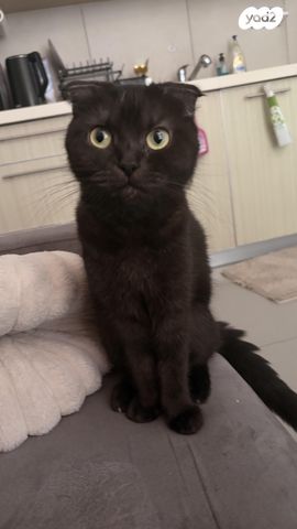 תמונת מודעה - חיות מחמד