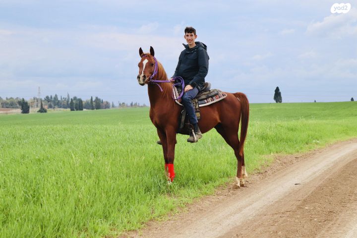 תמונת מודעה - חיות מחמד