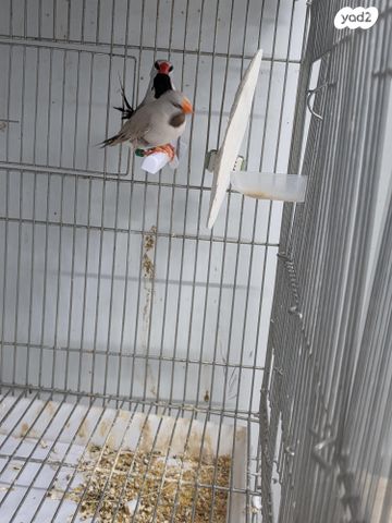 תמונת מודעה - חיות מחמד