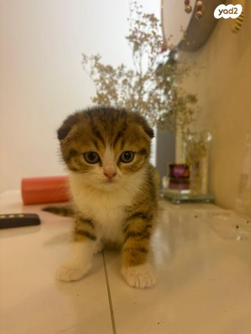 תמונת מודעה - חיות מחמד