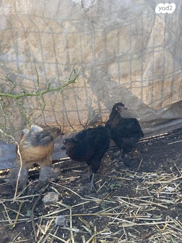 תמונת מודעה - חיות מחמד