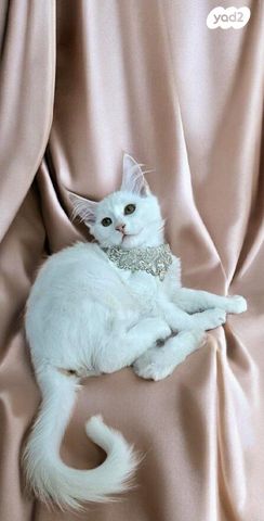 תמונת מודעה - חיות מחמד