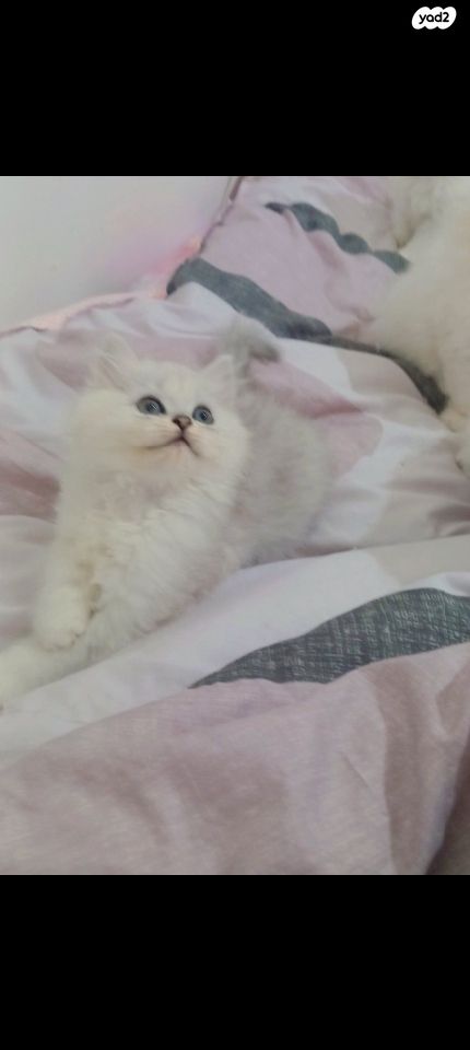 תמונת מודעה - חיות מחמד