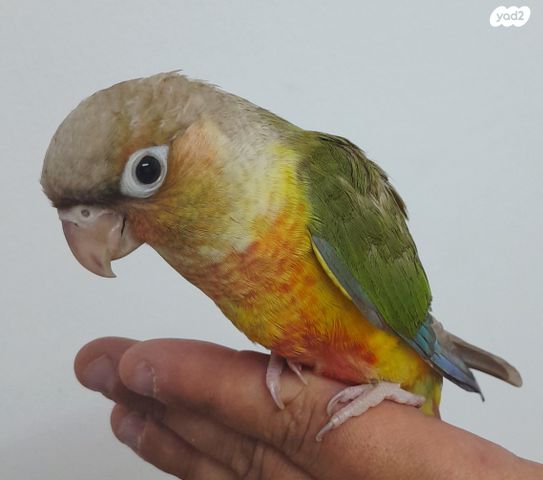 תמונת מודעה - חיות מחמד