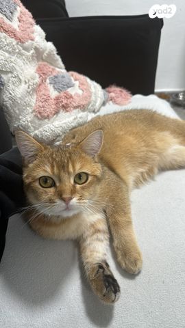 תמונת מודעה - חיות מחמד