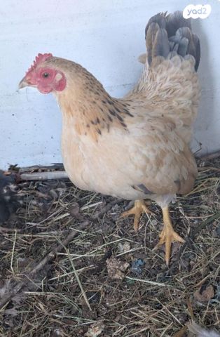 תמונת מודעה - חיות מחמד