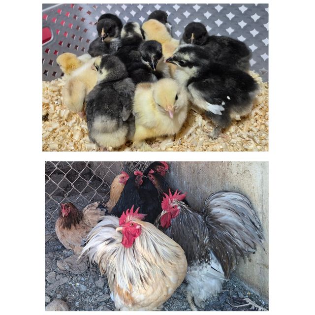 תמונת מודעה - חיות מחמד