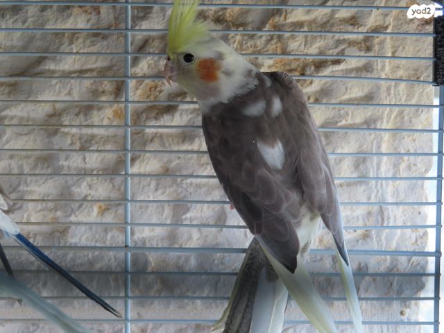 תמונת מודעה - חיות מחמד