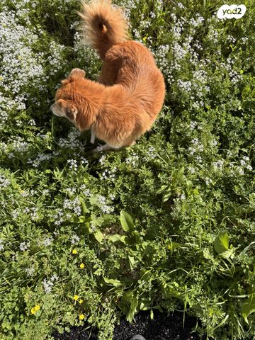 תמונת מודעה - חיות מחמד