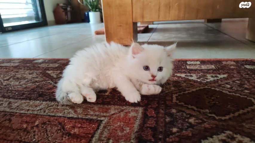 תמונת מודעה - חיות מחמד