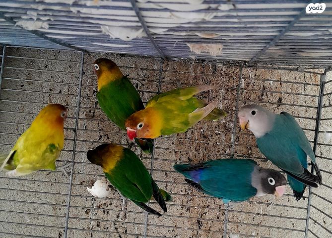 תמונת מודעה - חיות מחמד