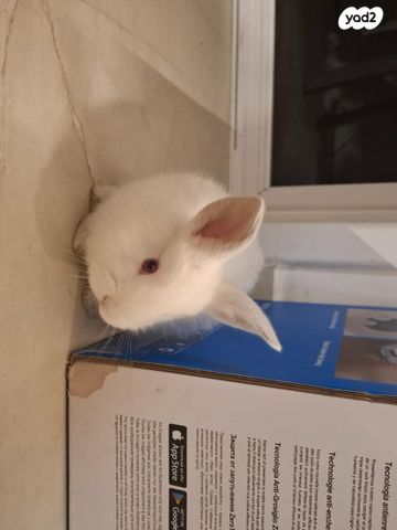 תמונת מודעה - חיות מחמד